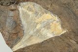 Fossil Ginkgo Leaf From North Dakota - Paleocene #198413-1